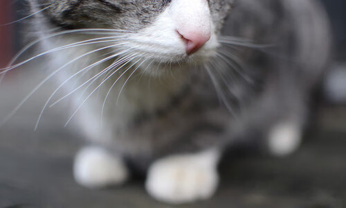 出发-转身-冲刺三段对比:美快中控,中稳后追