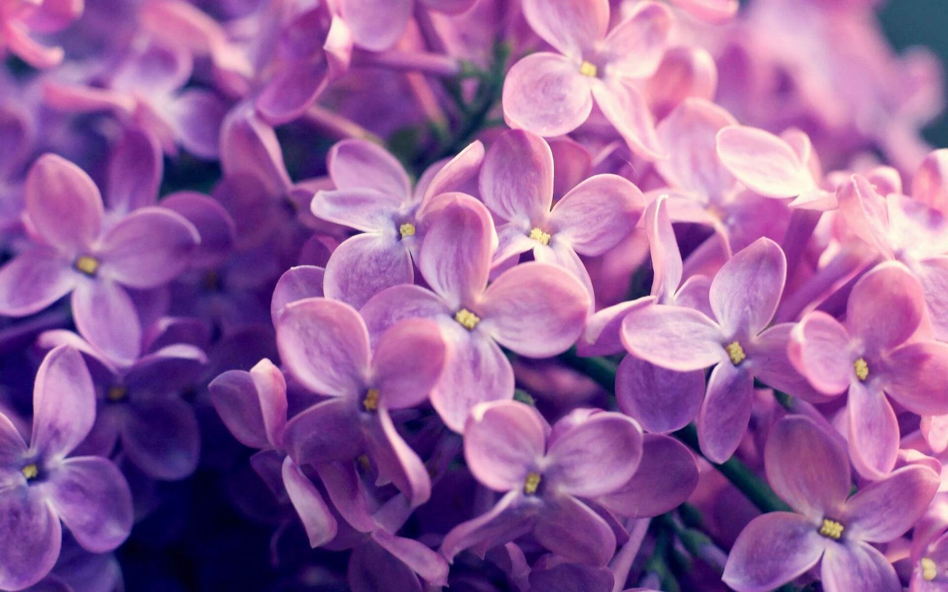 勒沃库森压迫反抢形成持续火力输出，勒沃库森首发