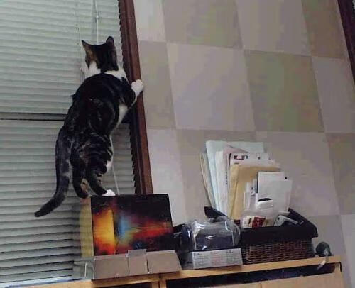 国家队大赛心理准备为何短板明显，竞赛国家队