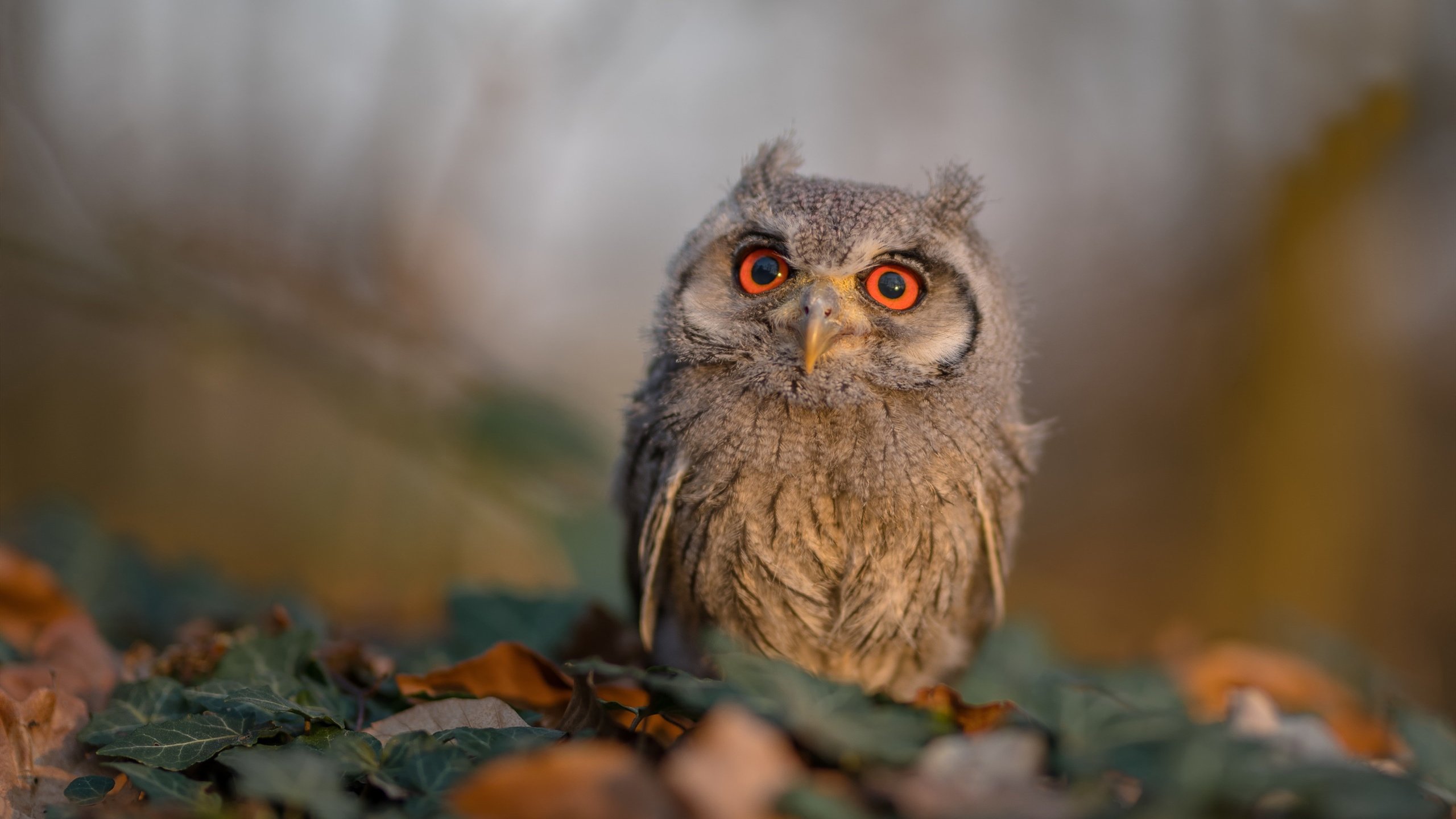 成绩背后：蛙泳转身距离的秘密，蛙泳转身慢动作示范