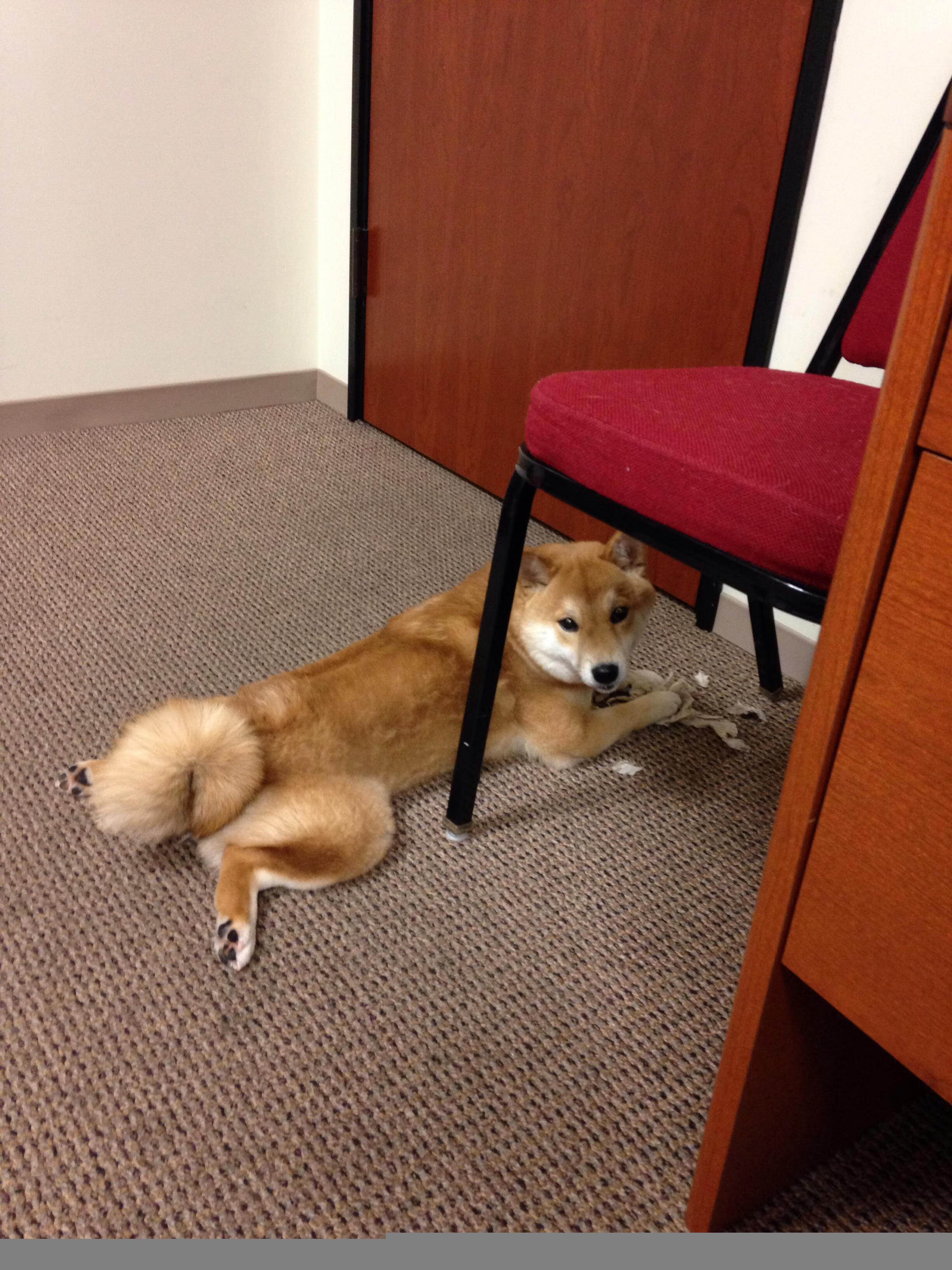 西汉姆联中场拦截成为球队新利器，西汉姆连队