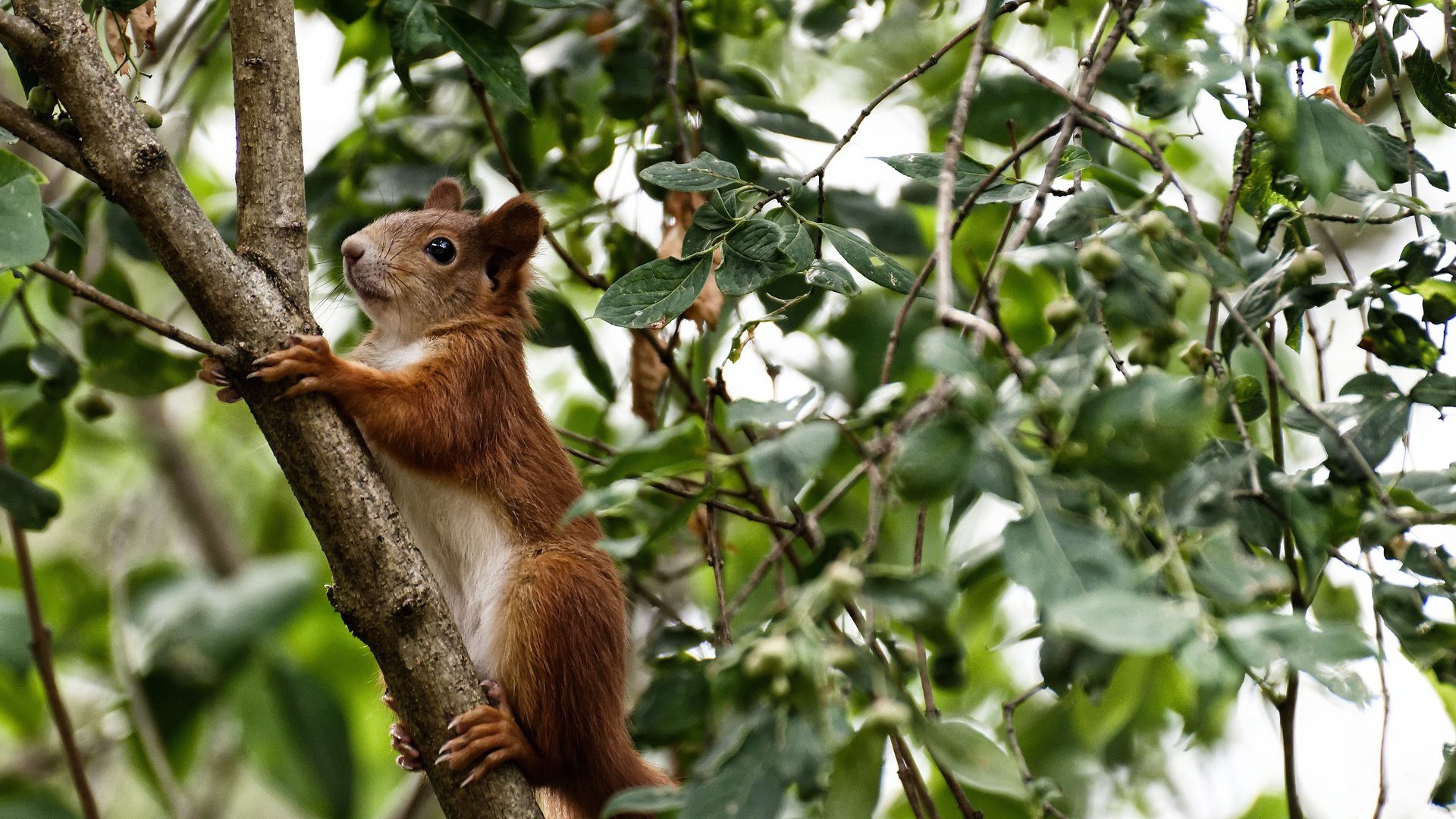 高位逼抢激活前场多点突破，高位进攻