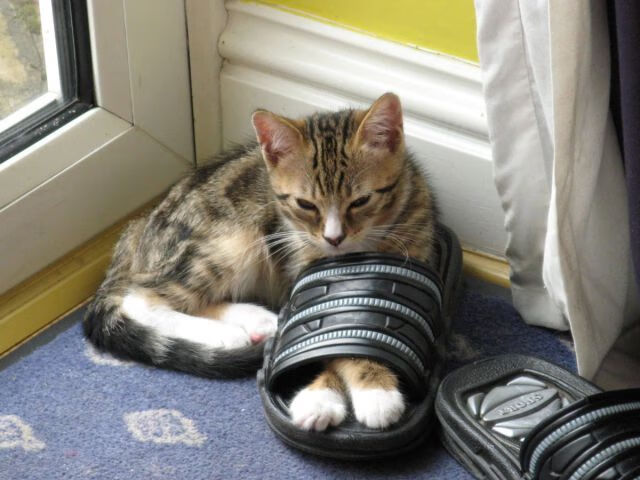 世界篮球峰会召开，规则改革与商业模式成讨论热点，2017世界篮球峰会