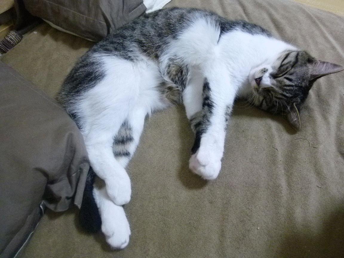 中国足球联赛推广社区足球活动增强群众参与度,社区足球赛的意义