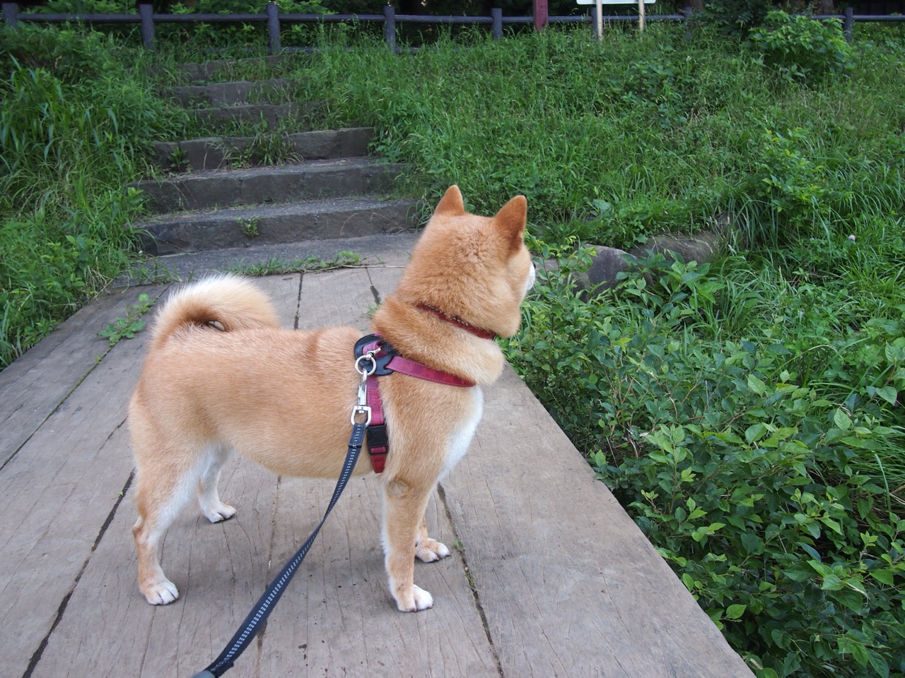 冠军队主场庆祝仪式盛大举行，球迷情绪高涨，球队主场冠军旗帜