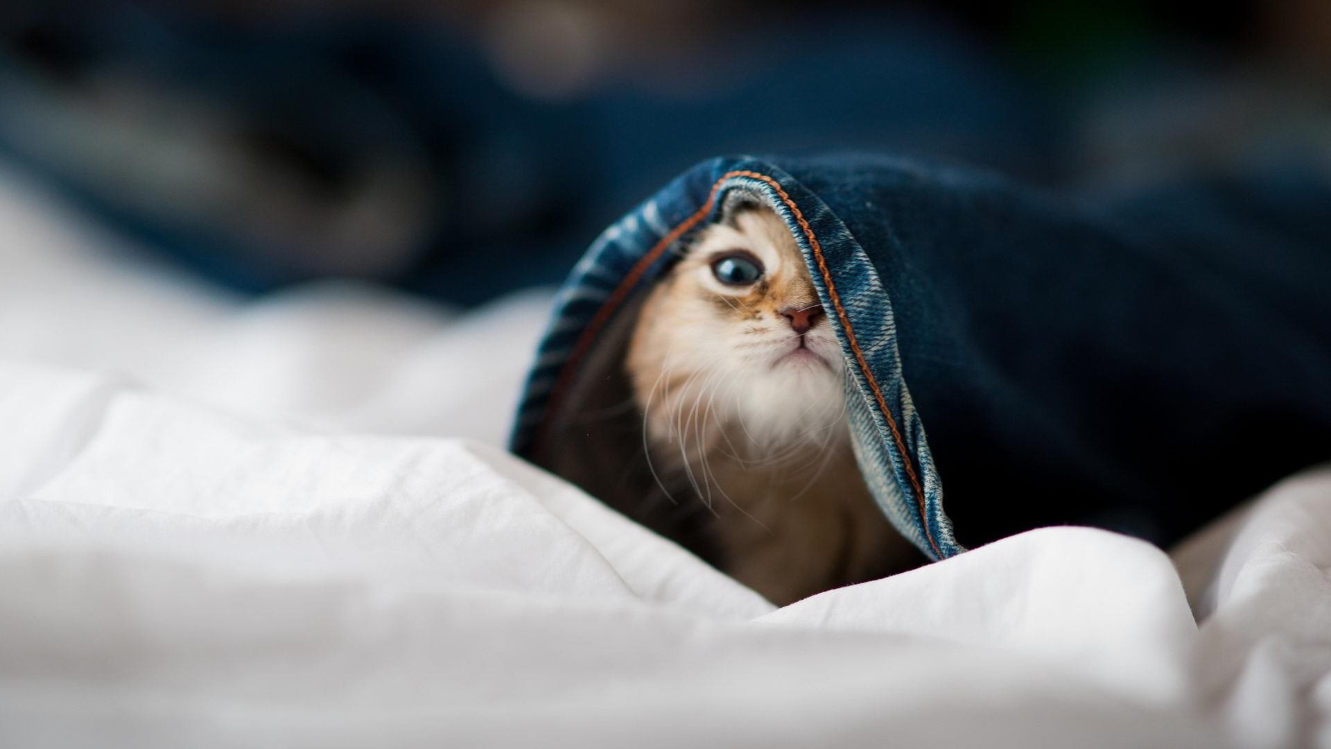 公牛助教亲自参与战术演练细节十足，公牛的主教练